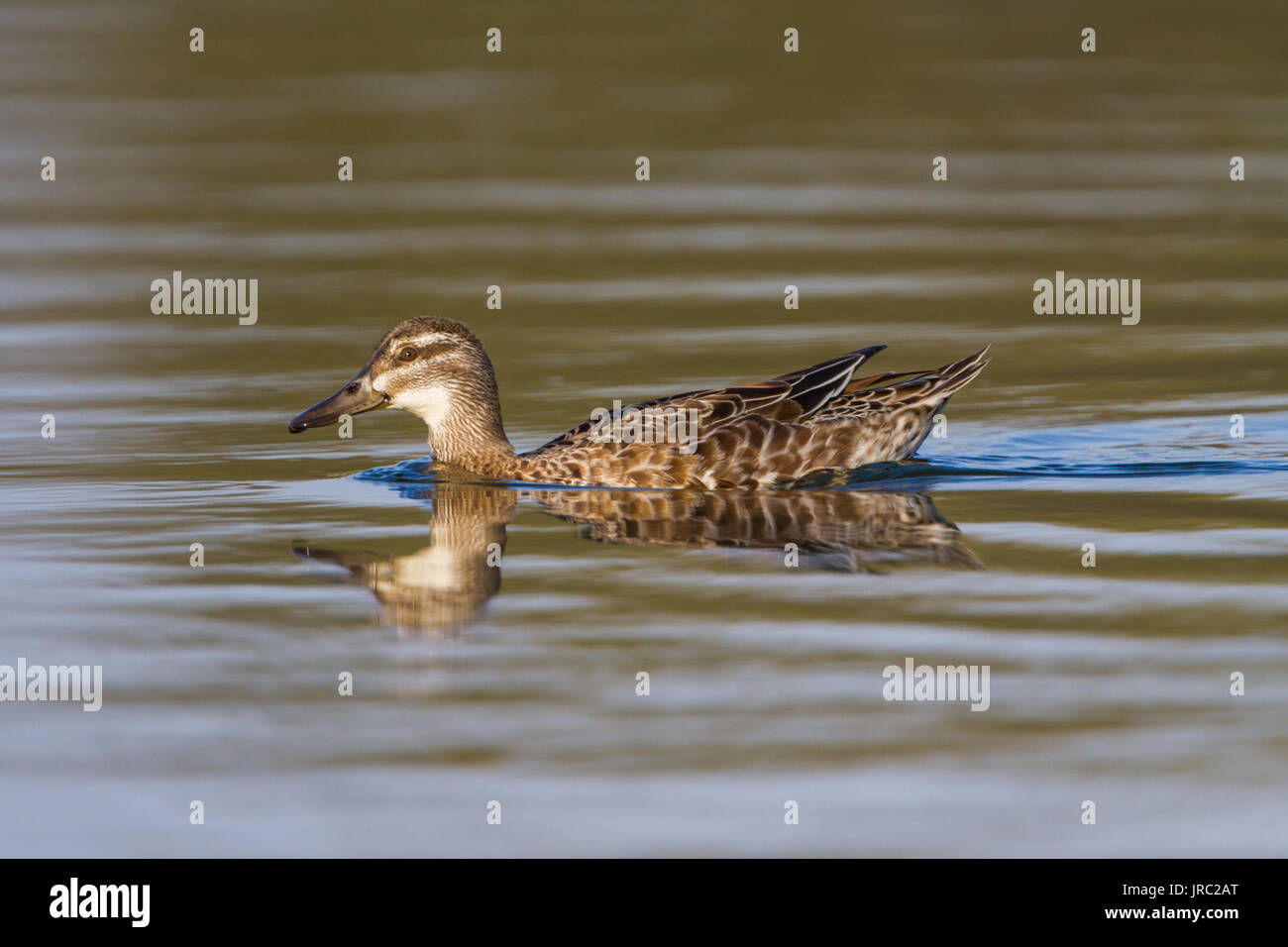 Marzaiola (spatola querquedula) in acqua Foto Stock