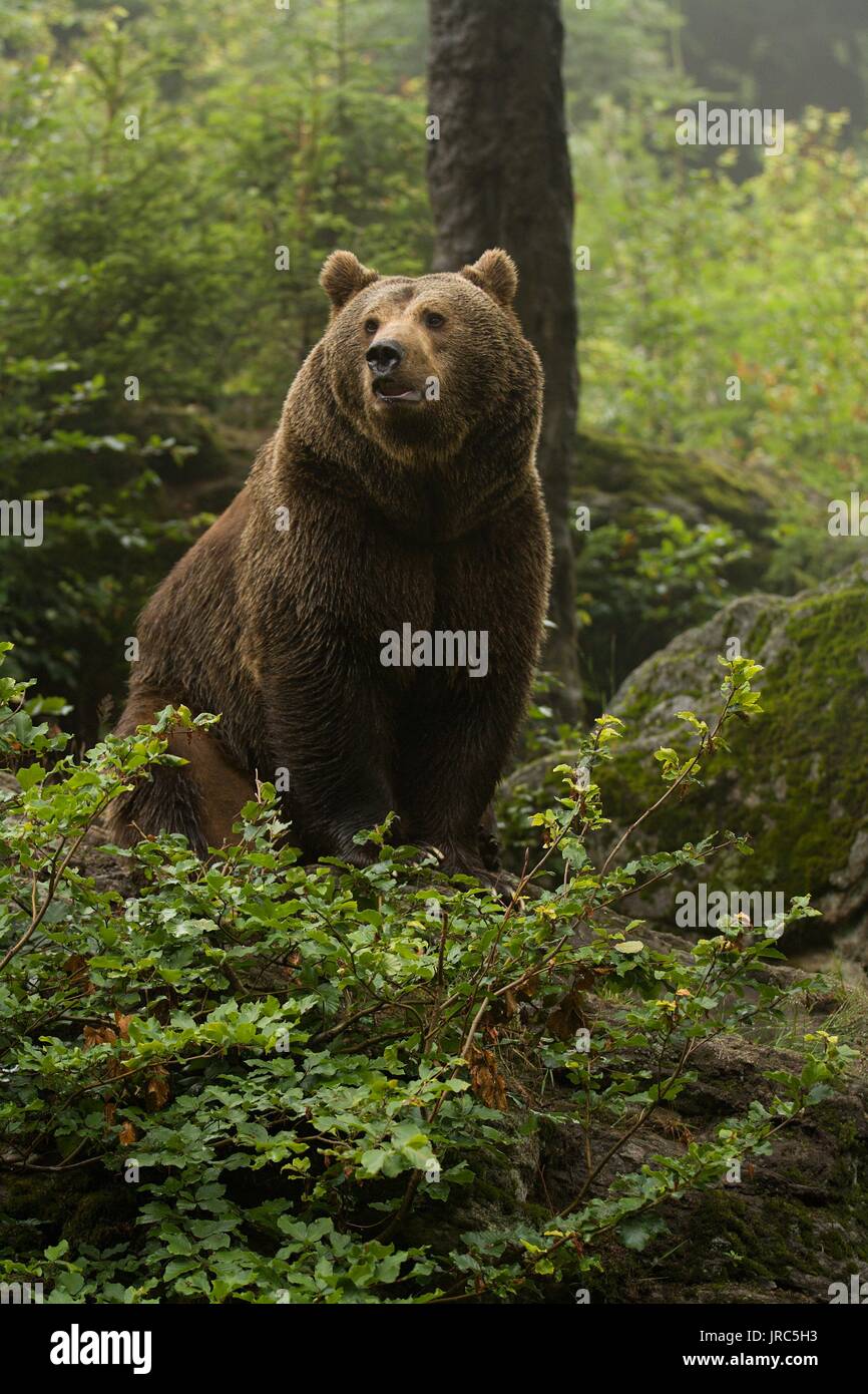 Orso bruno seduto sulla cima di una collina nel bosco Foto Stock