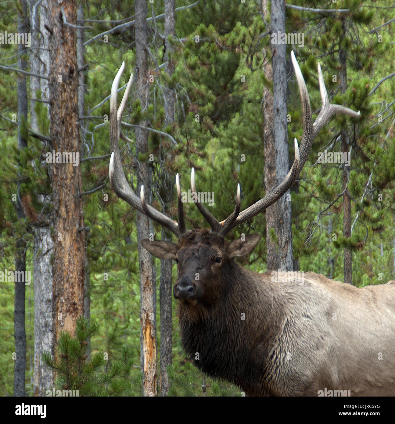 Bull elk nel Parco Nazionale di Yellowstone Foto Stock