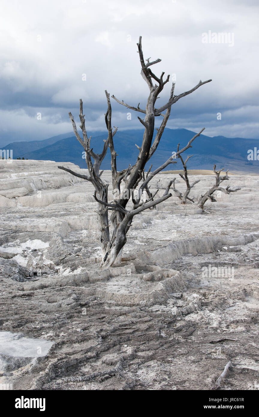 Mammoth Hot Springs, il Parco Nazionale di Yellowstone Foto Stock