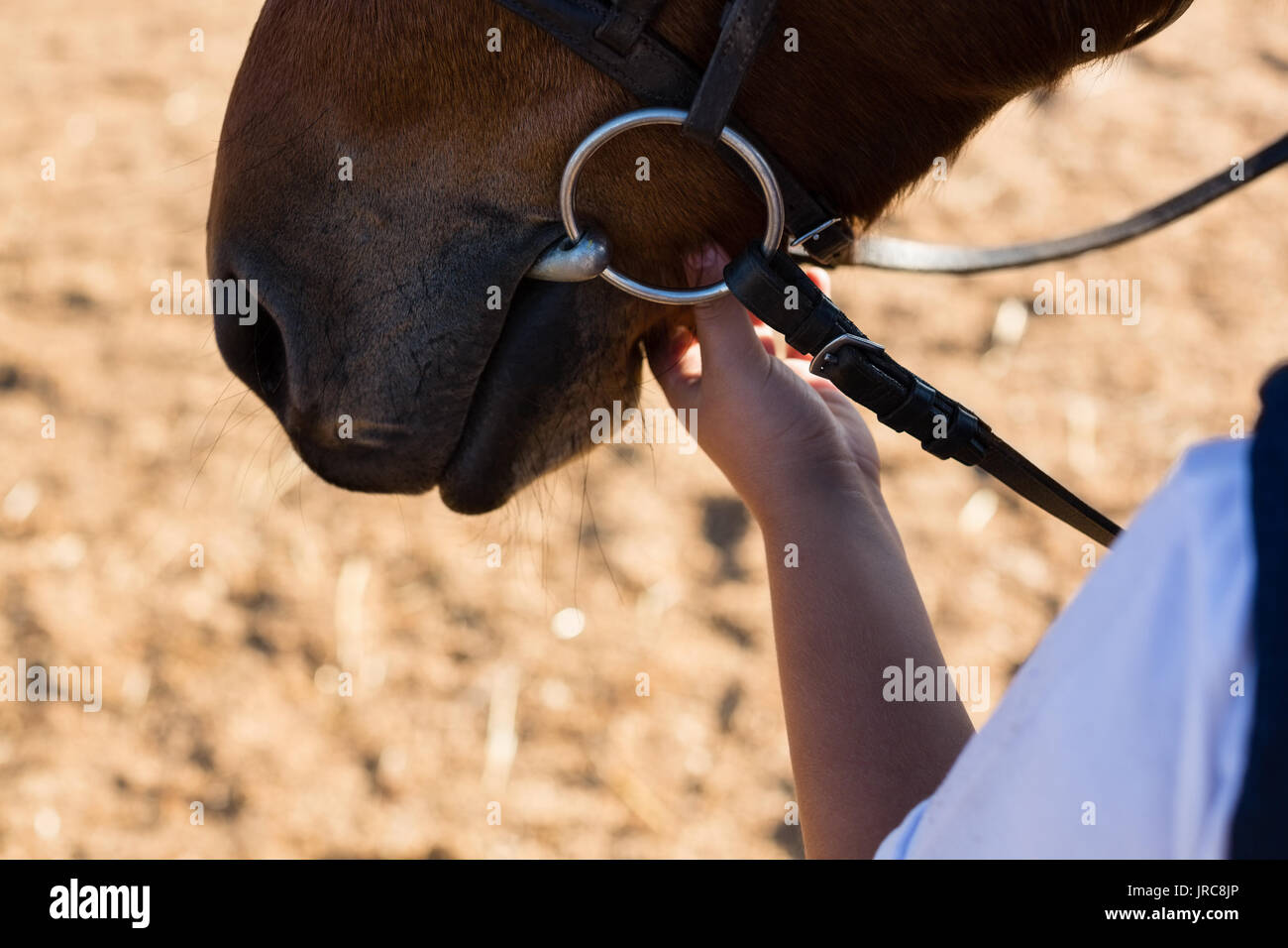Close-up di mano di accarezzare i cavalli bianchi bocca Foto Stock