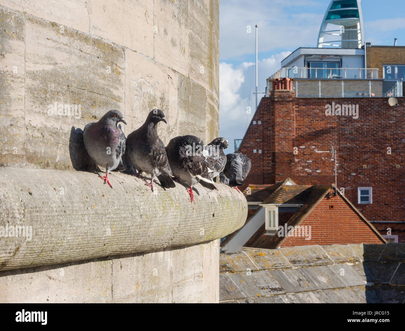 Piccioni urbani sono ' appollaiati in un listello in Portsmouth, Hampshire, Regno Unito Foto Stock