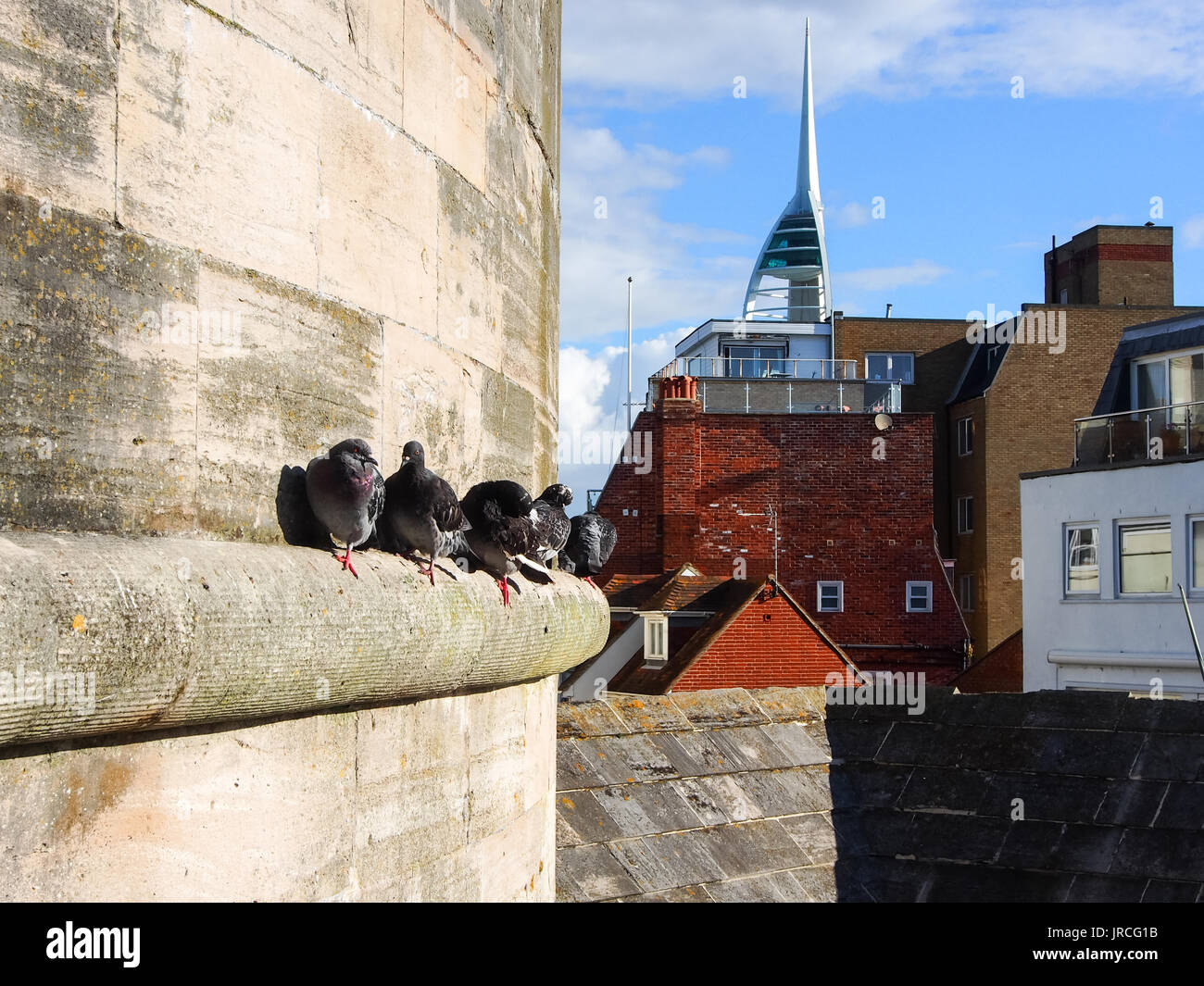 Piccioni urbani sono ' appollaiati in un listello in Portsmouth, Hampshire, Regno Unito Foto Stock
