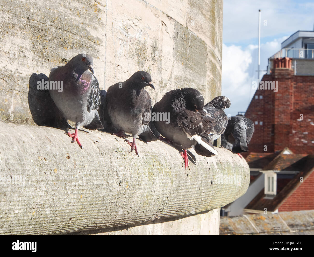 Piccioni urbani sono ' appollaiati in un listello in Portsmouth, Hampshire, Regno Unito Foto Stock