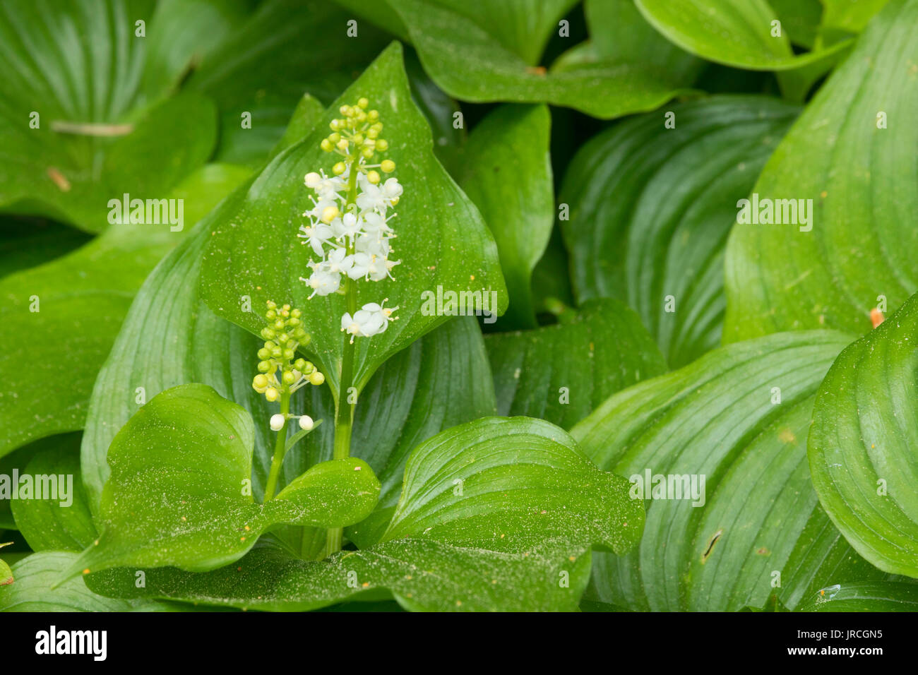 Wild il giglio della valle (Maianthemum canadensis) in Bloom, Samuel H Boardman parco statale, Oregon Foto Stock