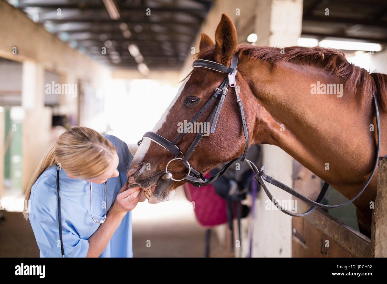 Femmina vet controllo denti del cavallo mentre sta in piedi in modo stabile Foto Stock