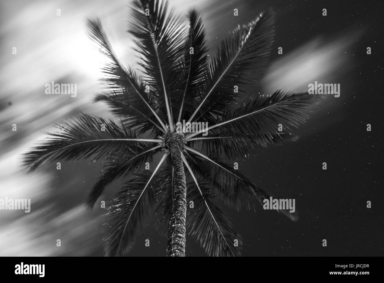 Coconut Palm tree vista in prospettiva dal fondo del pavimento a in alto Foto Stock