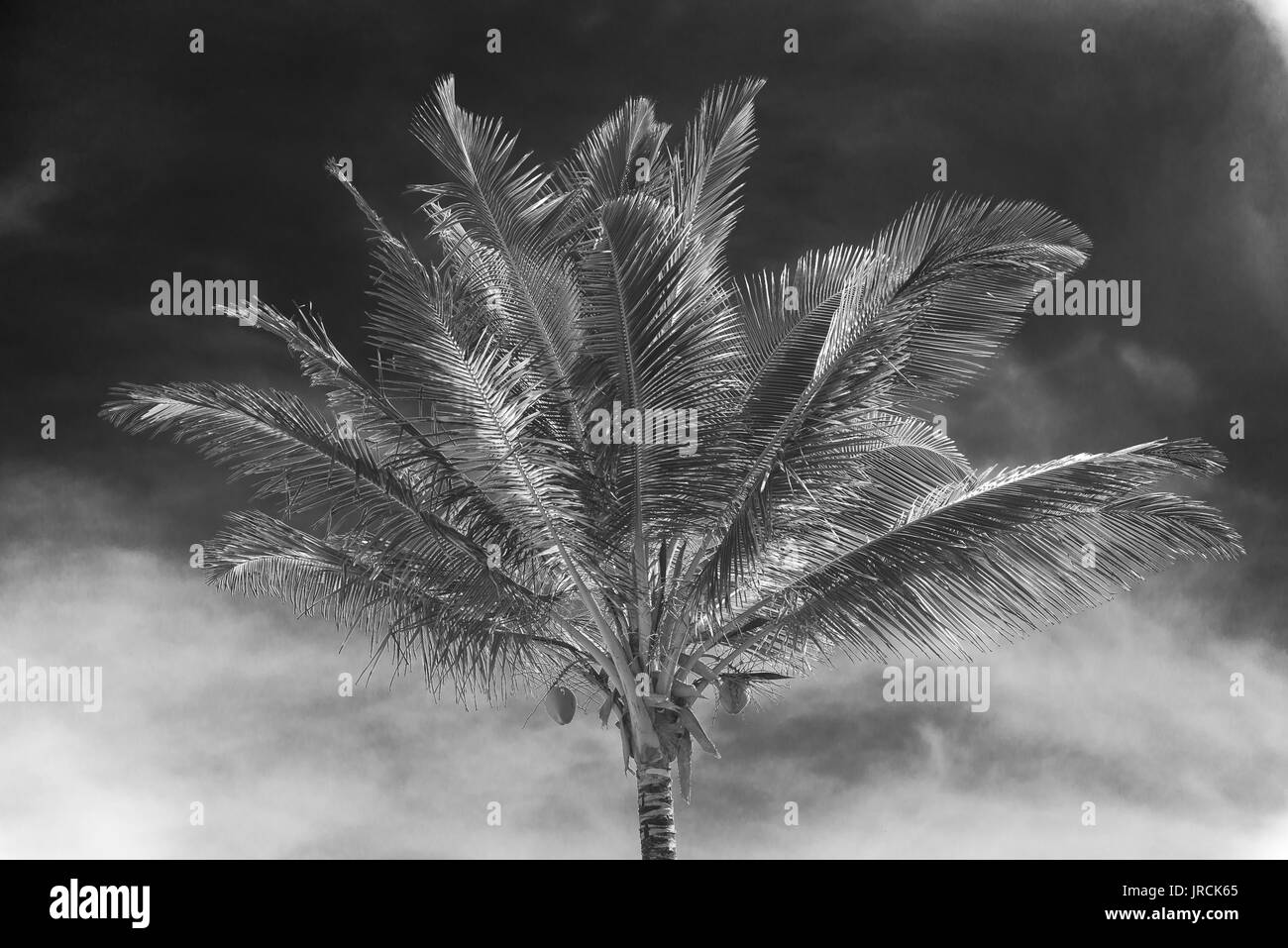 Coconut Palm tree vista in prospettiva dal fondo del pavimento a in alto Foto Stock