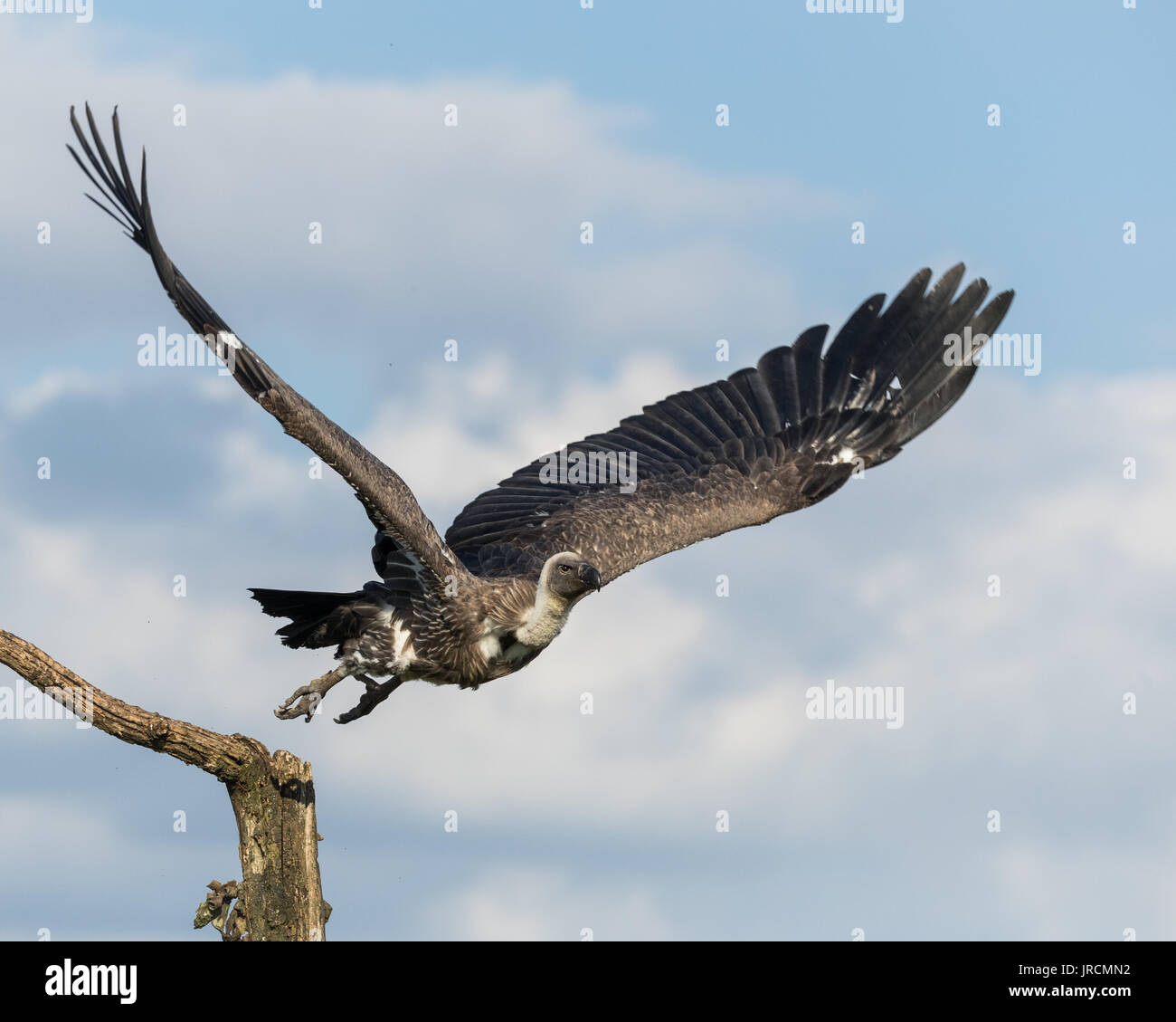 White-backed Vulture tenendo spento (in volo) da un ramo con blu cielo nuvoloso in background. Foto Stock