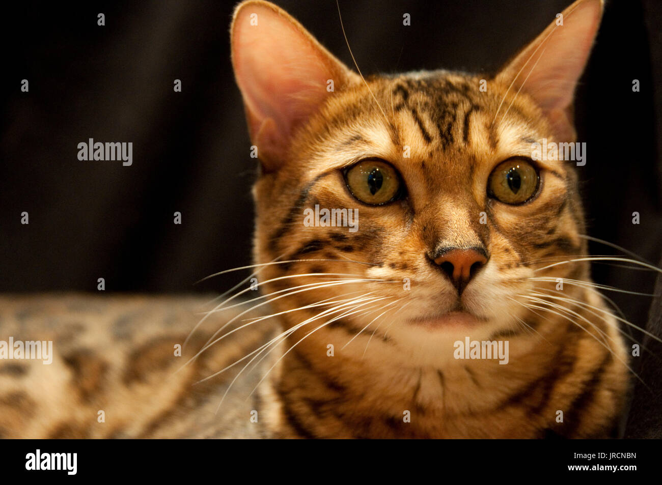 Una chiusura di un maschio adulto, Brown Spotted Gatto bengala. Foto Stock