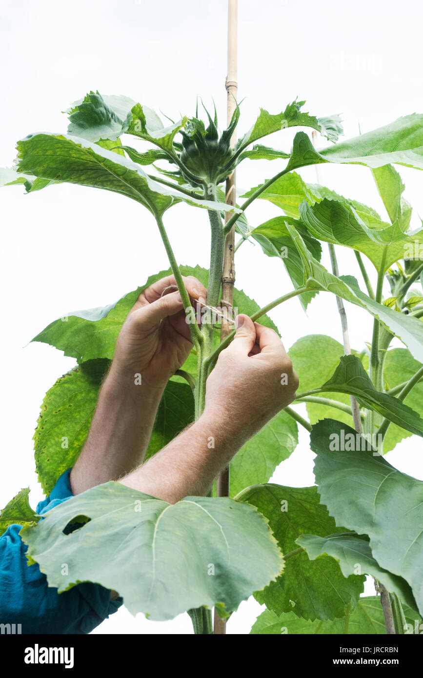 Helianthus annuus. Giardiniere occupare un alto girasole crescente per una canna di bambù per il supporto in un giardino inglese. Regno Unito Foto Stock