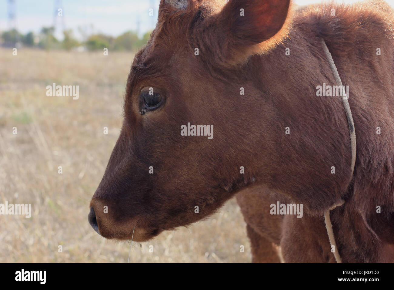 Ritratto di un giovane toro marrone Foto Stock