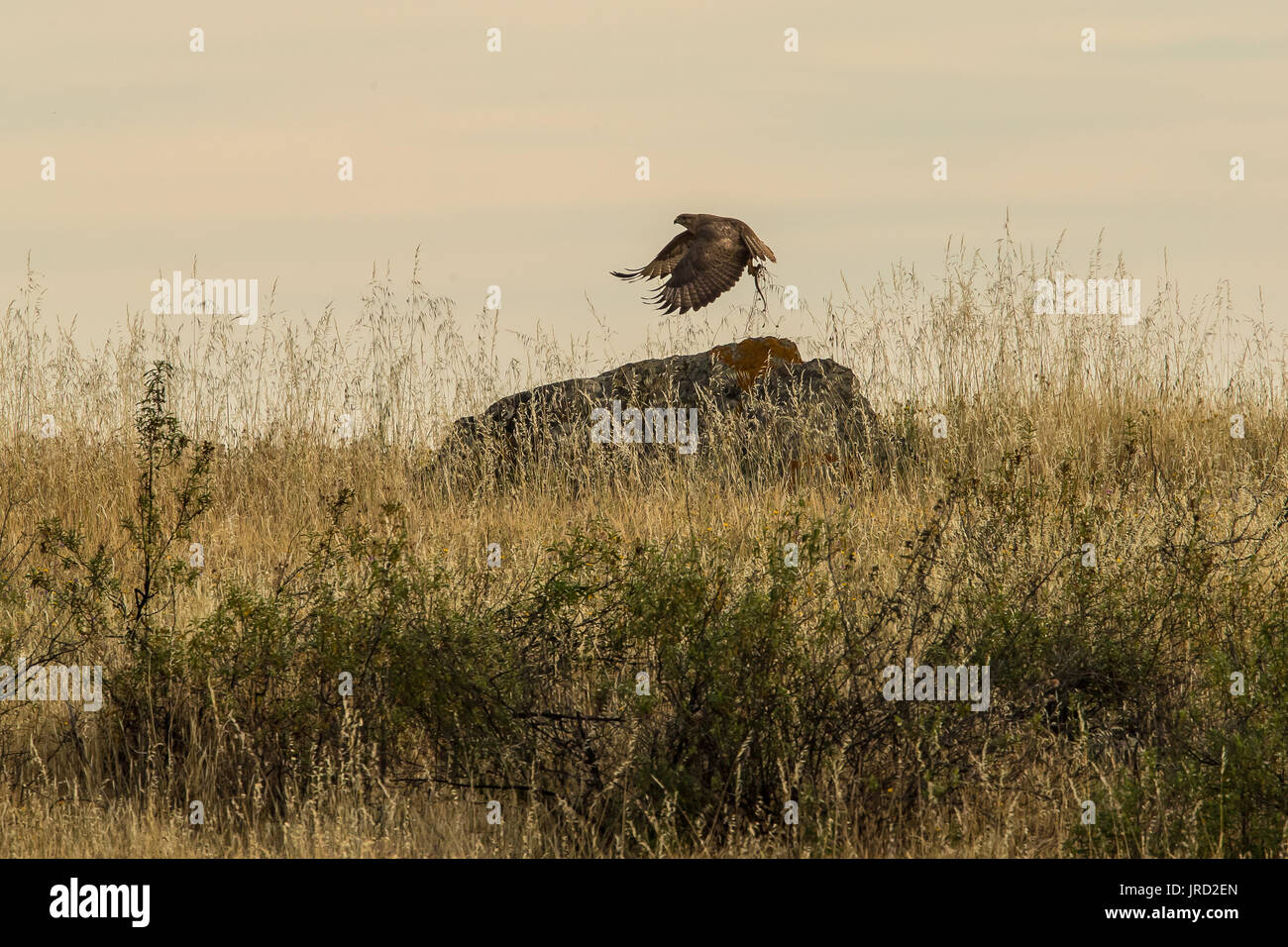Flying comune poiana con snake in artigli Foto Stock