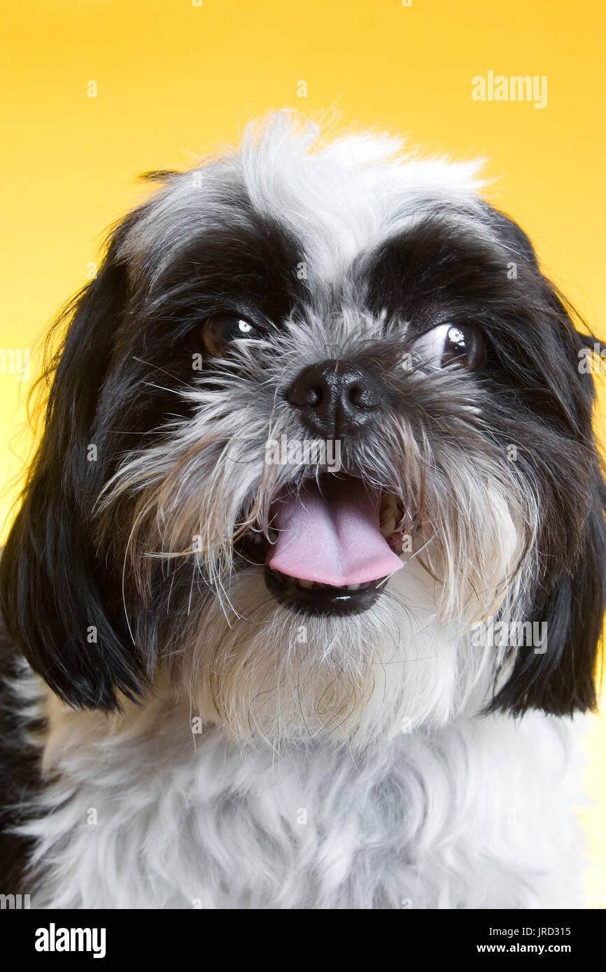 Ritratto di un shih tzu, egli è in bianco e nero e ha i capelli lunghi. Cucciolo è guardando al lato e sembra che egli è sempre sorridente. Foto Stock
