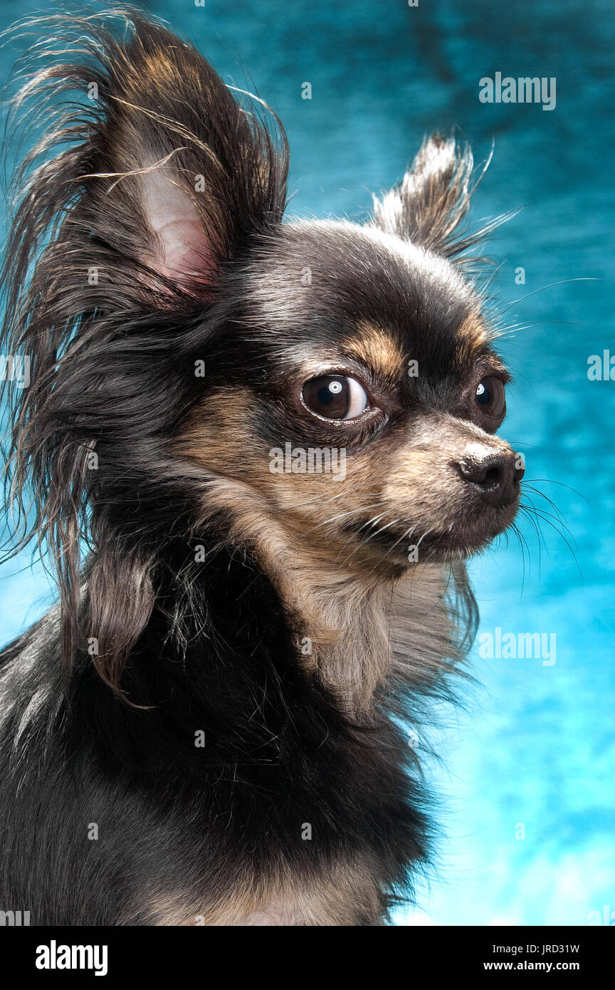 Chihuahua a pelo lungo nero immagini e fotografie stock ad alta risoluzione  - Alamy