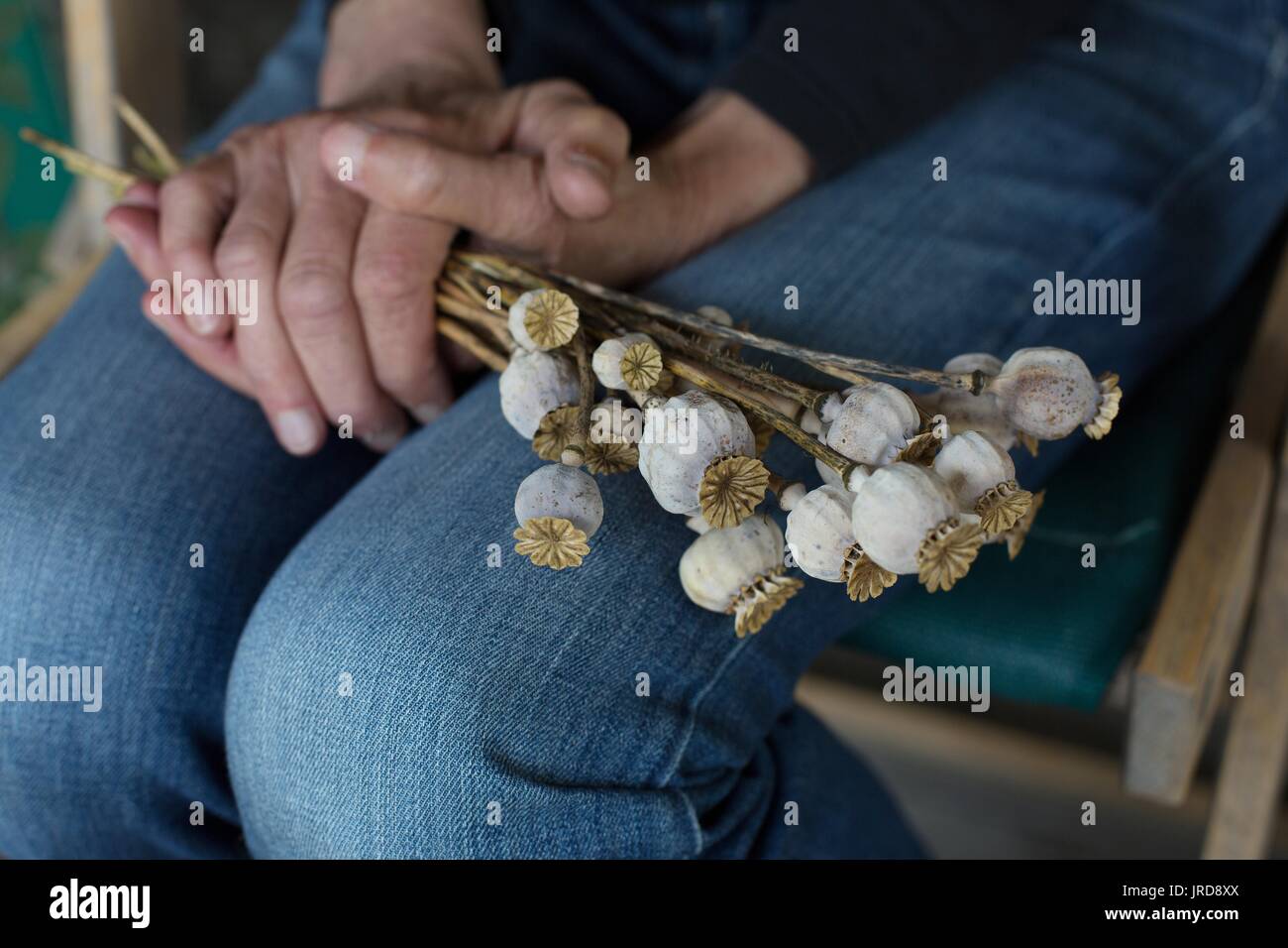 Una chiusura delle mani di una persona in possesso di un mazzo di papaveri essiccato. Foto Stock