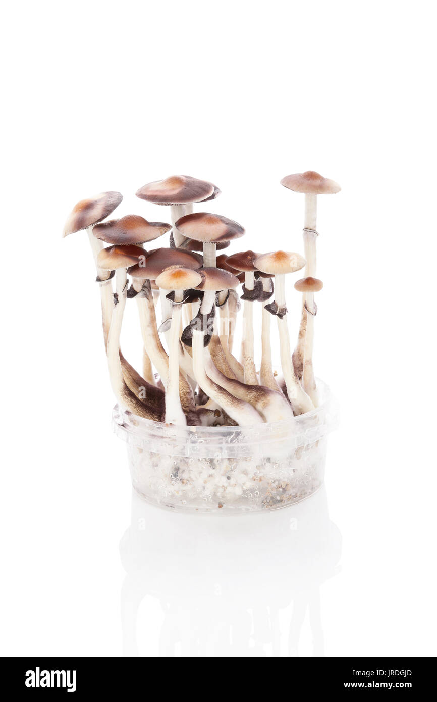 Magic Mushroom grow kit isolato su sfondo bianco. Trippy medicina  psichedelici Foto stock - Alamy