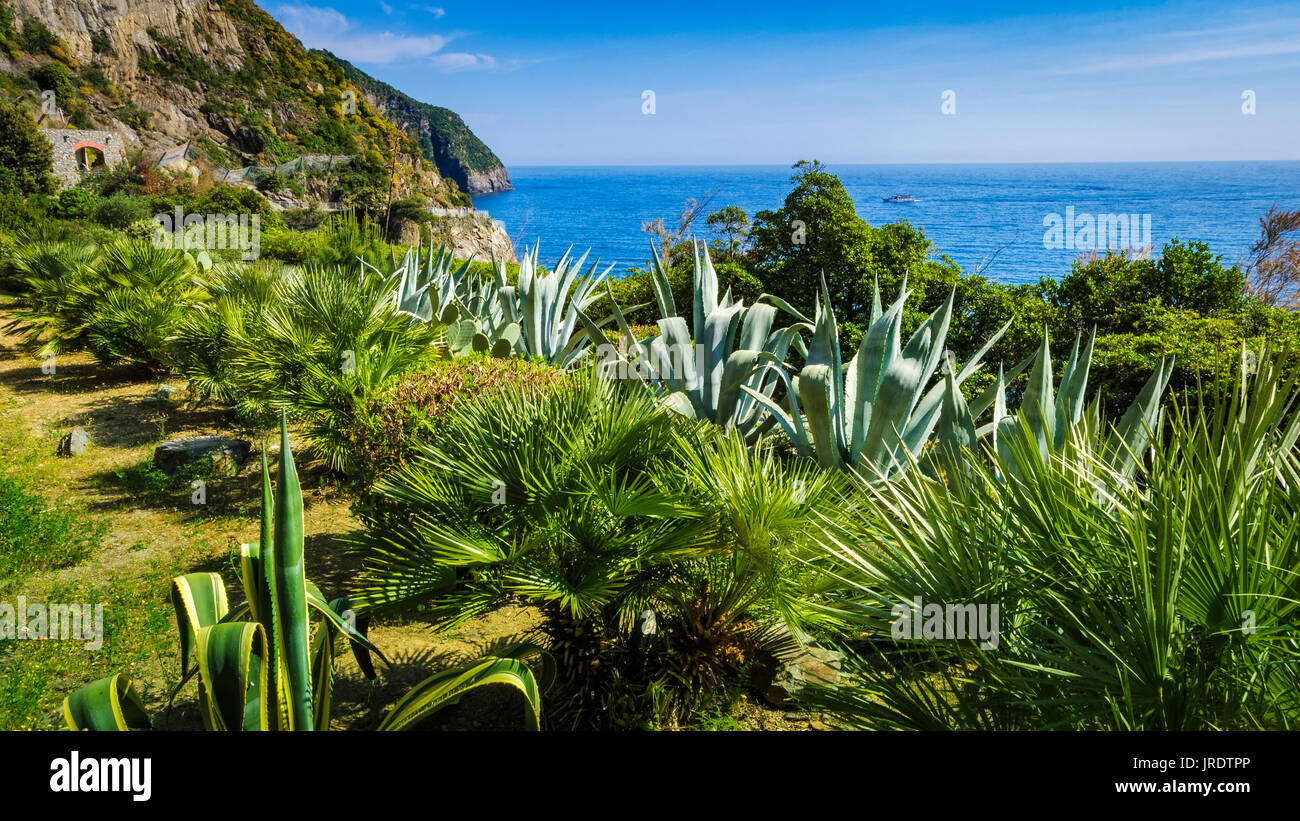 Il giardino dei Cactus lungo la Via dell'Amore (la via dell'Amore), Riomaggiore Cinque Terre Liguria, Italia Foto Stock