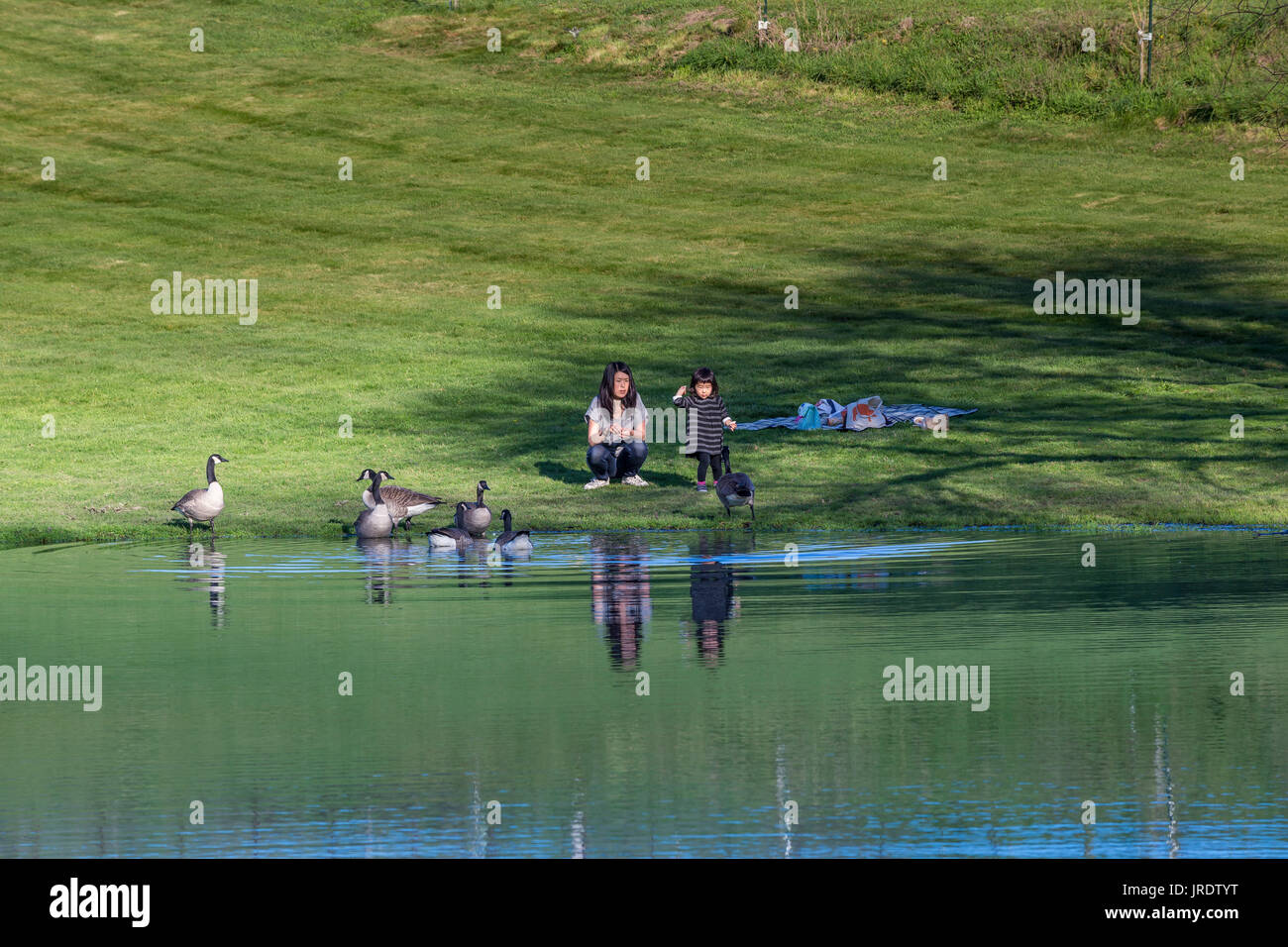 Madre e figlia alimentazione di oche del Canada, stagno d'acqua dolce, Marin formaggio francese Company, Hicks Valley Ranch, Novato, Marin County, California Foto Stock