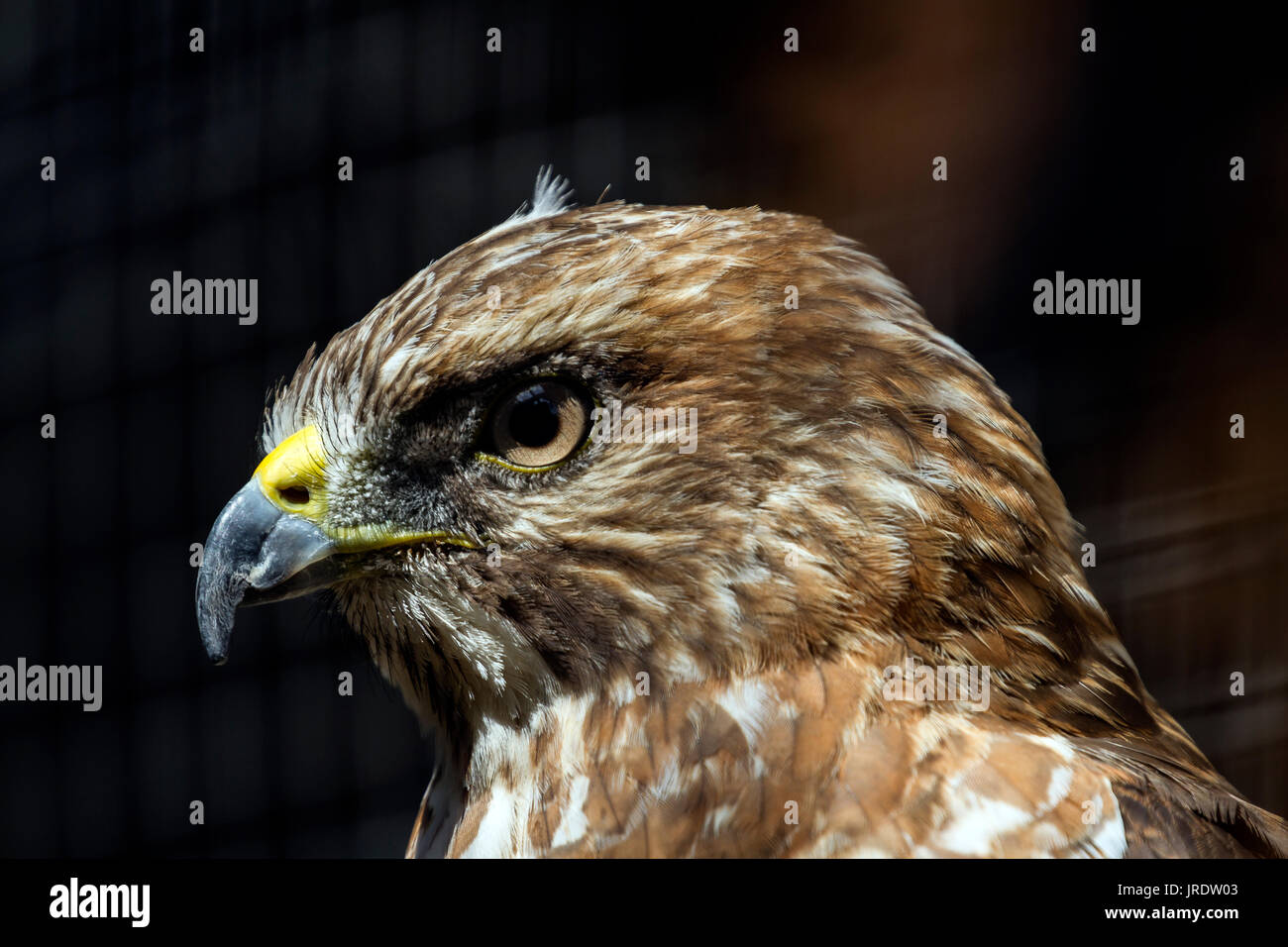 Close-up di un ampio-winged Hawk Foto Stock
