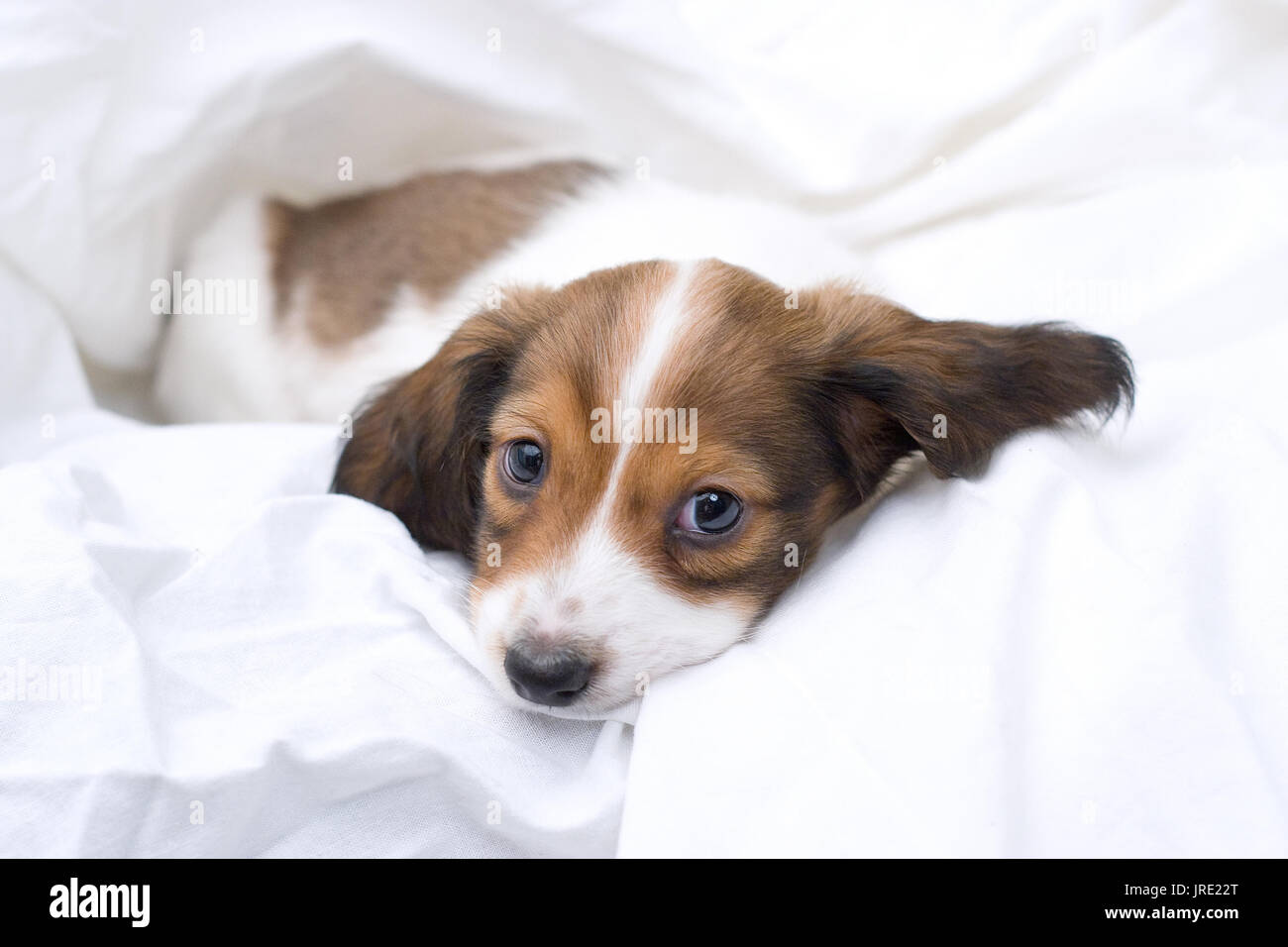 Bianco e Marrone rossiccio/brown bassotto cucciolo dorme in fogli bianchi Foto Stock
