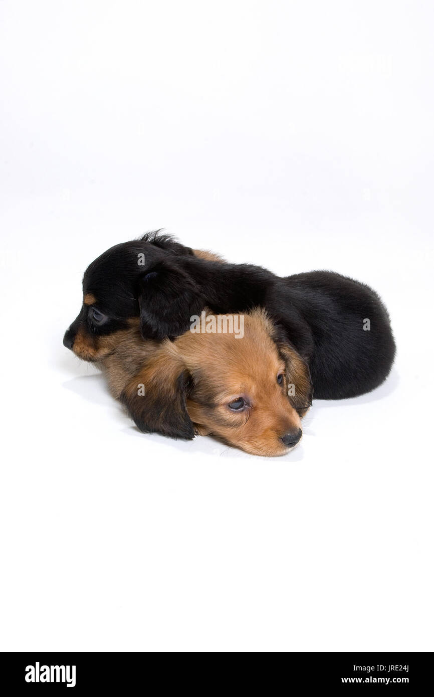 Due bassotto cuccioli uno nero un pelo marrone sulla parte superiore di ogni altro in fogli bianchi Foto Stock