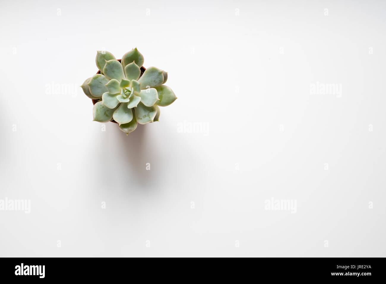 Piante succulente, mini cactus su sfondo bianco Foto Stock