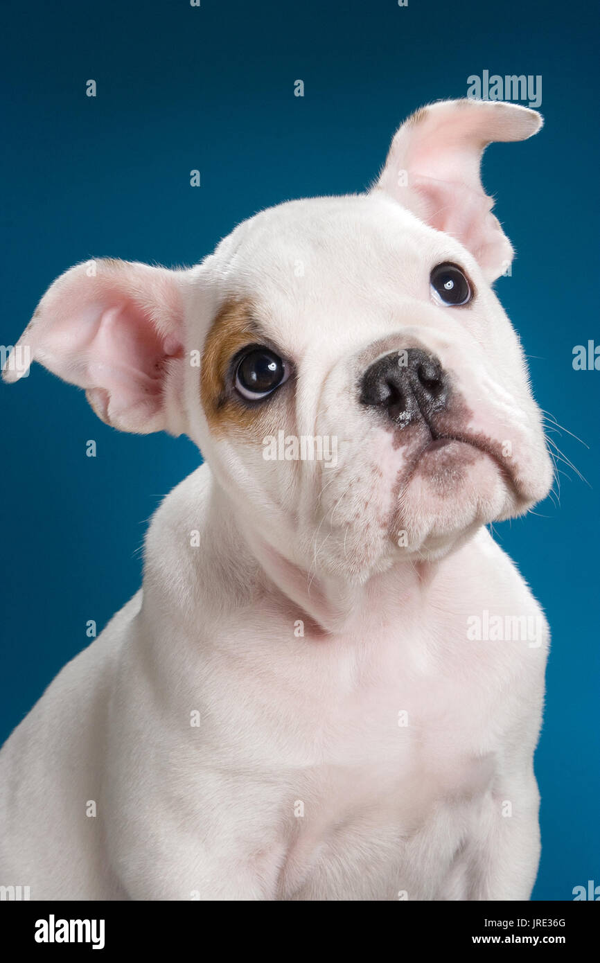 White bulldog cucciolo marrone con occhio situazione patch sulla sedia in legno Foto Stock