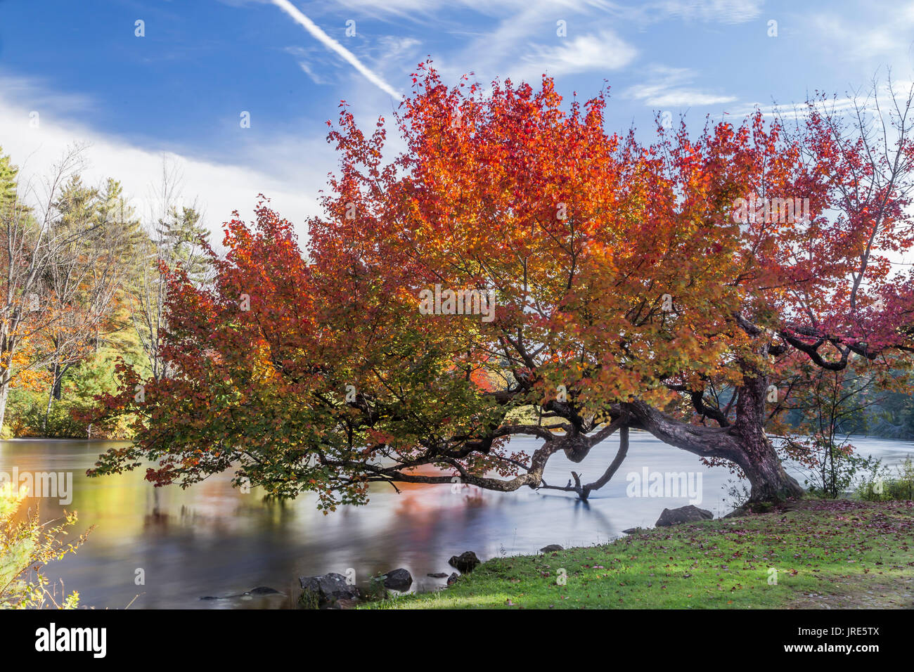 Bellissimi colori autunnali su questo vecchio albero pendente sul fiume. Foto Stock