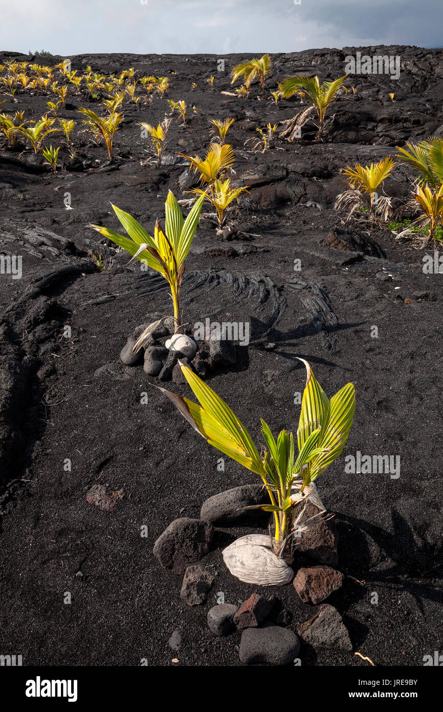 HI00356-00...Hawai'i - coconut alberi piantati in un campo di lava vicino Kaimu sull isola di Hawai'i. Foto Stock