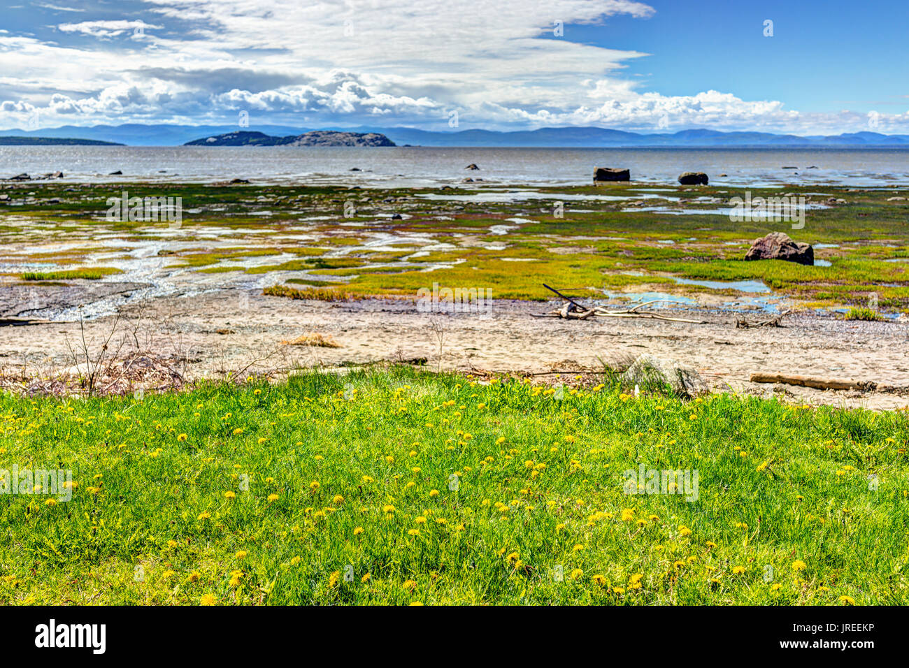 Primo piano della spiaggia verde erba dal fiume San Lorenzo in Quebec, Canada, con sabbia e acque poco profonde e pozzanghere Foto Stock