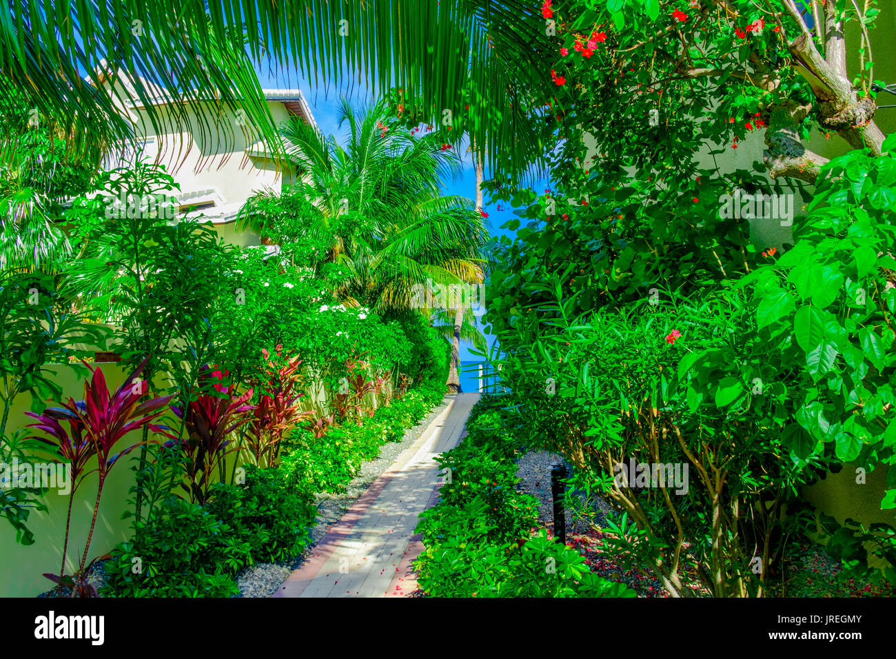 Sentiero lastricato con vegetazione lussureggiante su entrambi i lati che conduce al Mar dei Caraibi, Grand Cayman, Isole Cayman Foto Stock