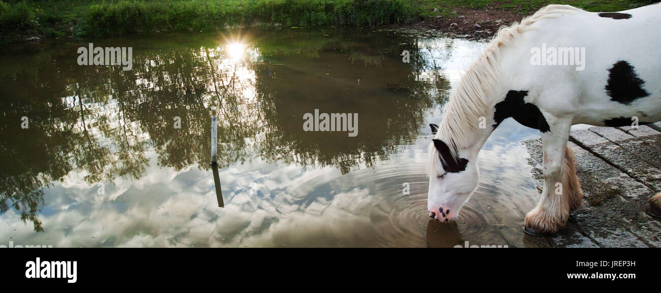 White Horse di bere a lago al tramonto Foto Stock