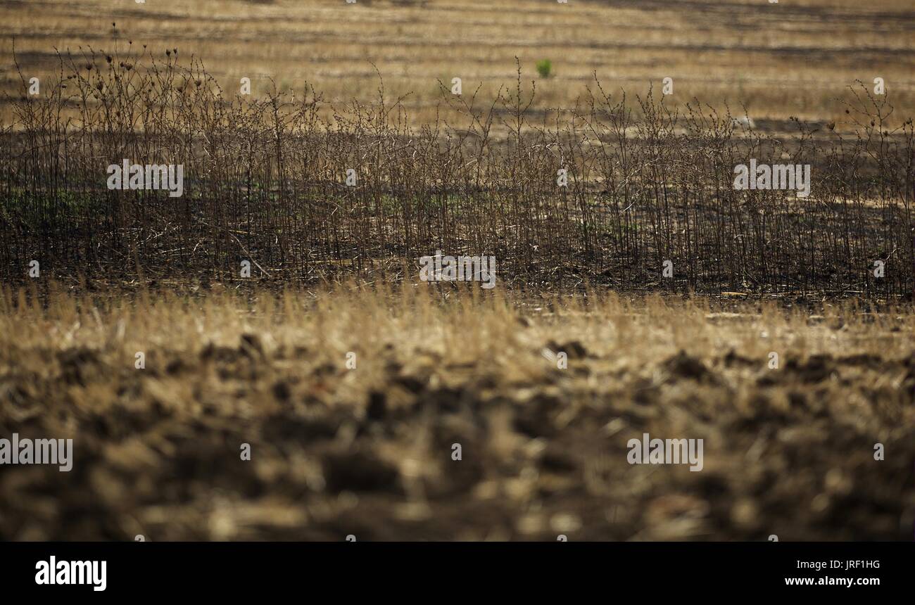 Roma. Il 3° agosto 2017. Foto scattata il 3 agosto, 2017 mostra la siccità farmland in Roma, Italia. Con la capitale italiana afferrata da una siccità paralizzanti e la sua più grave ondata di calore negli anni, gli analisti ha detto il governo della città ha bisogno di apportare modifiche strutturali per evitare il peggio urti da futuri attacchi con calore estremo. Credito: Jin Yu/Xinhua/Alamy Live News Foto Stock