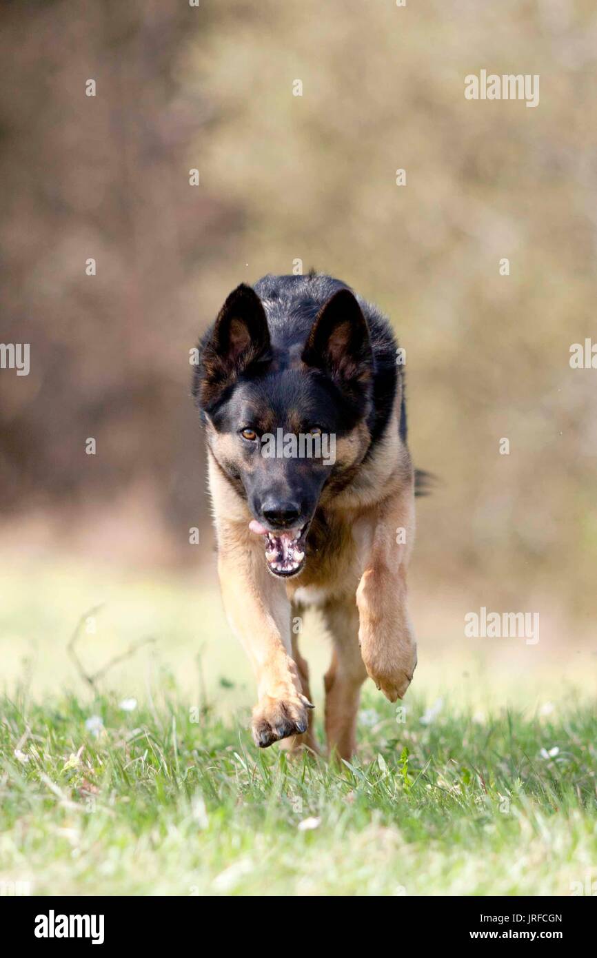 Pastore Tedesco dog run potente vista frontale Foto Stock