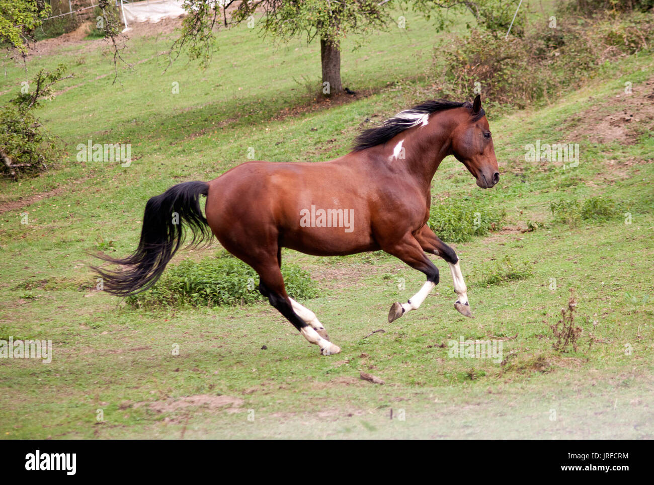 Pied cavallo pinto galopp colorato gratuito di potenti in prato. Vista laterale. Estate con colori brillanti Foto Stock