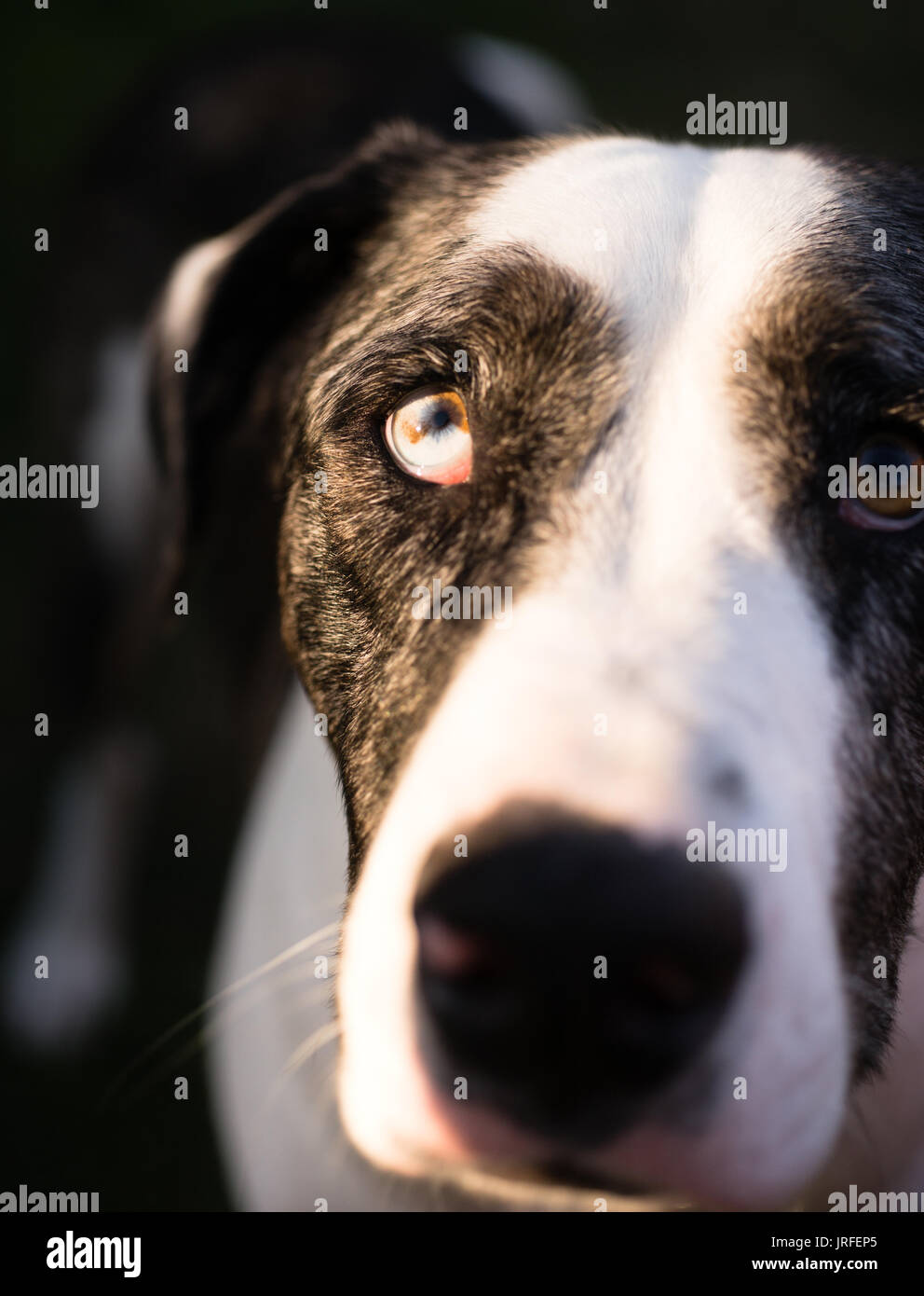 Blu e arancione occhio guarda verso l'alto da una faccia di cani Foto Stock