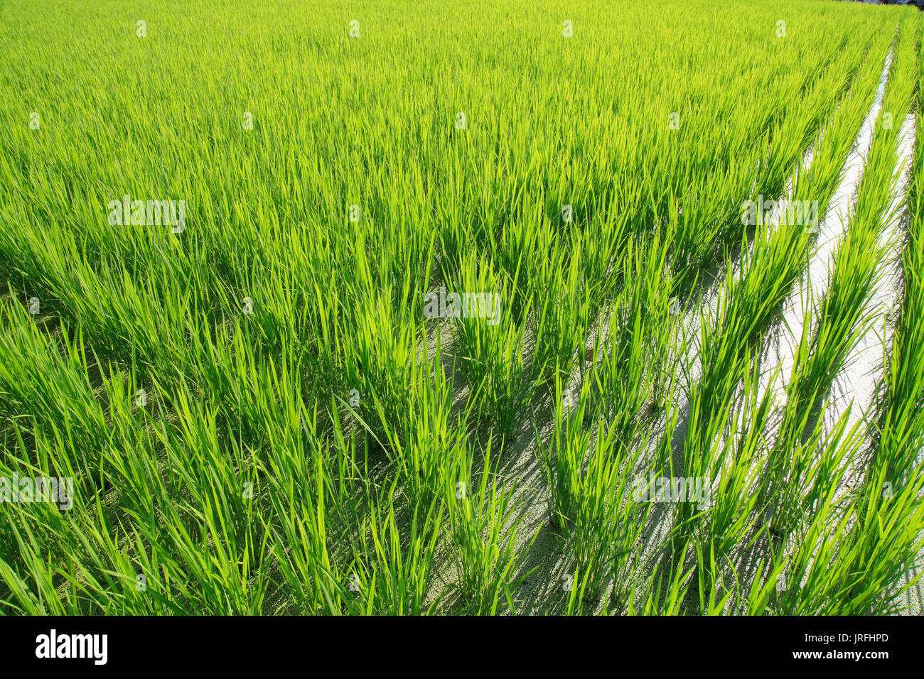 Giappone, Kyoto, campo di riso, agricoltura, Foto Stock