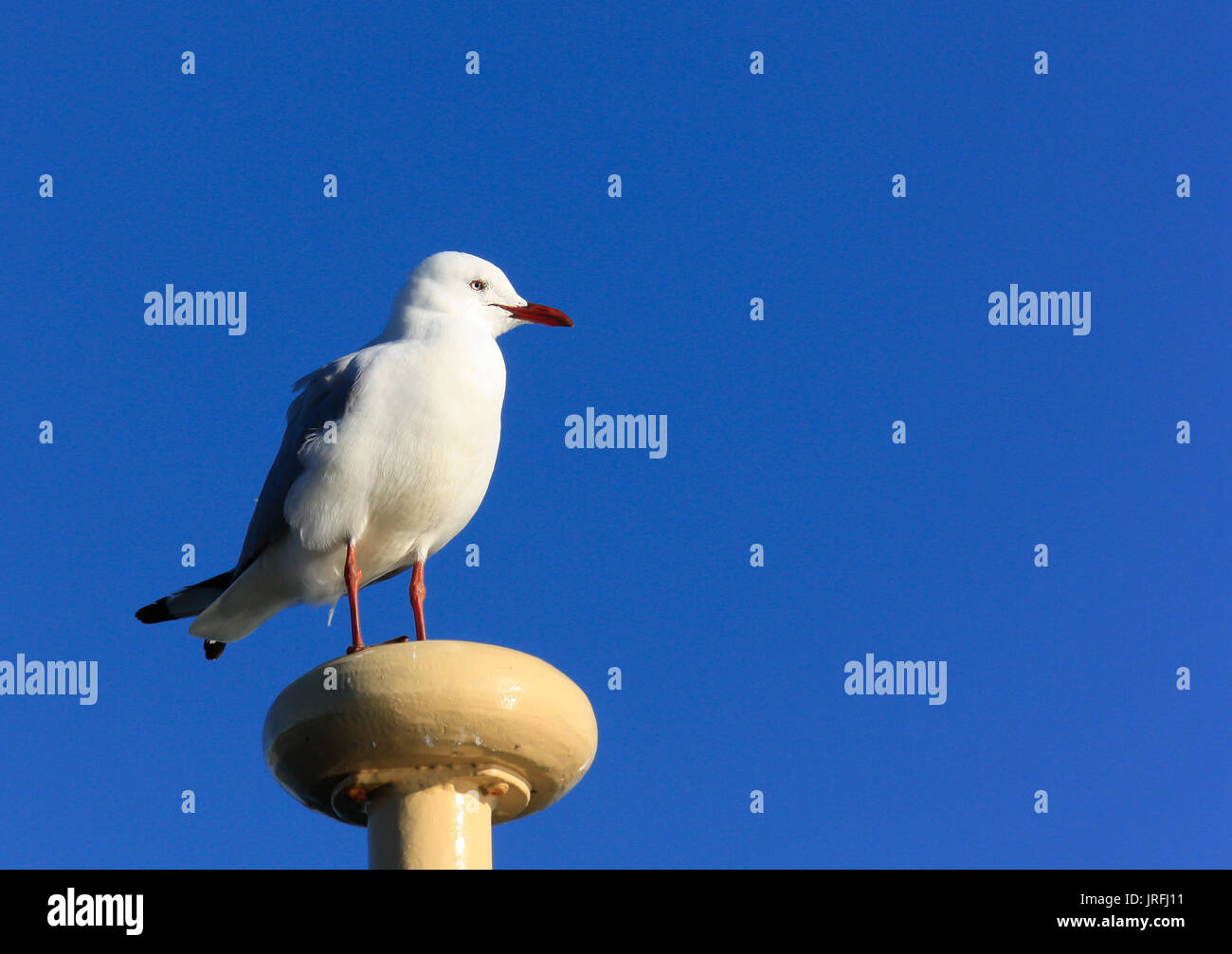White seagull seduto in cima al montante di traghetto contro il cielo blu Foto Stock