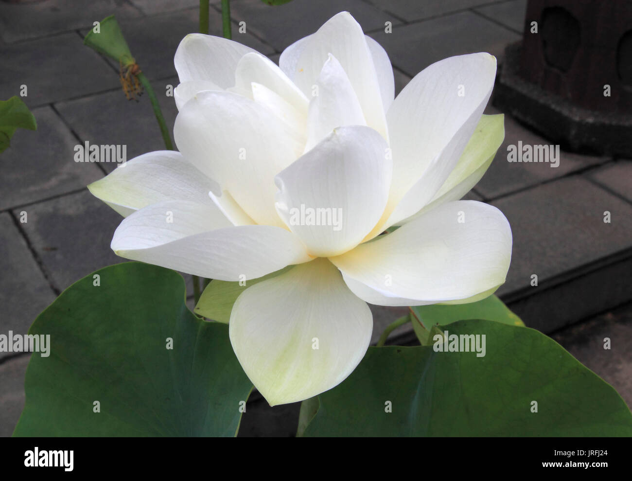 Giappone, Tokyo, fiore di loto, Foto Stock