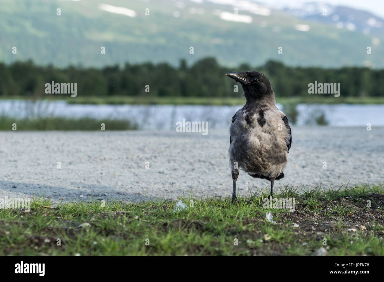 Un corvo che stava in piedi intorno alla ricerca di oggetti lucido per raccogliere. Foto Stock