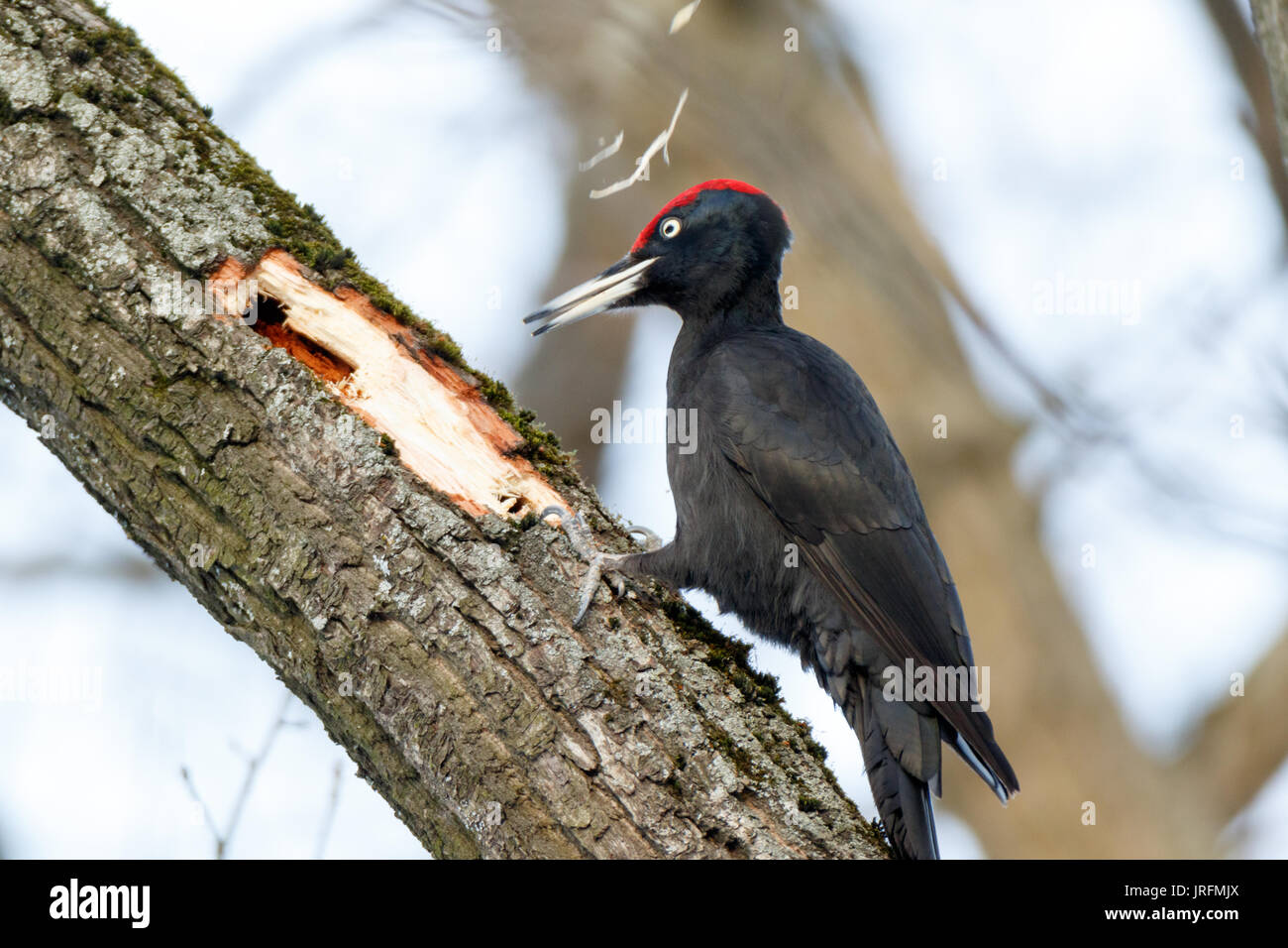 Picchio nero (Dryocopus martius). Москва. Russia, Mosca. Foto Stock