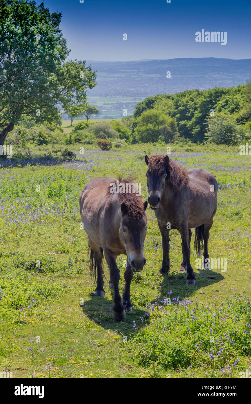 Wild Exmoor pony pascolare tra i bluebells al vertice di Cothelstone Hill, Quantock Hills, Somerset, Inghilterra, Regno Unito Foto Stock