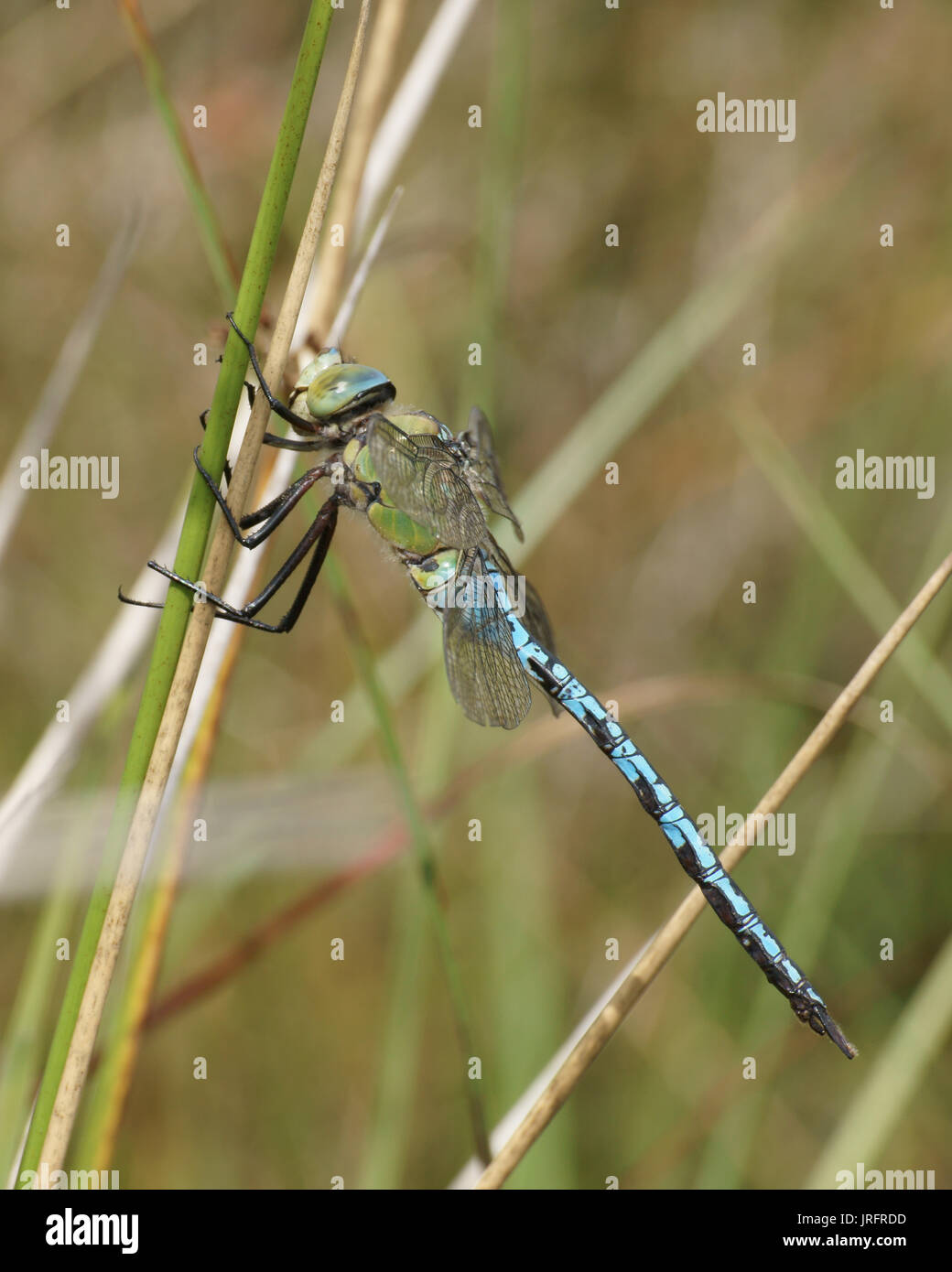 L'imperatore Drogonfly (Anax imperator) Foto Stock
