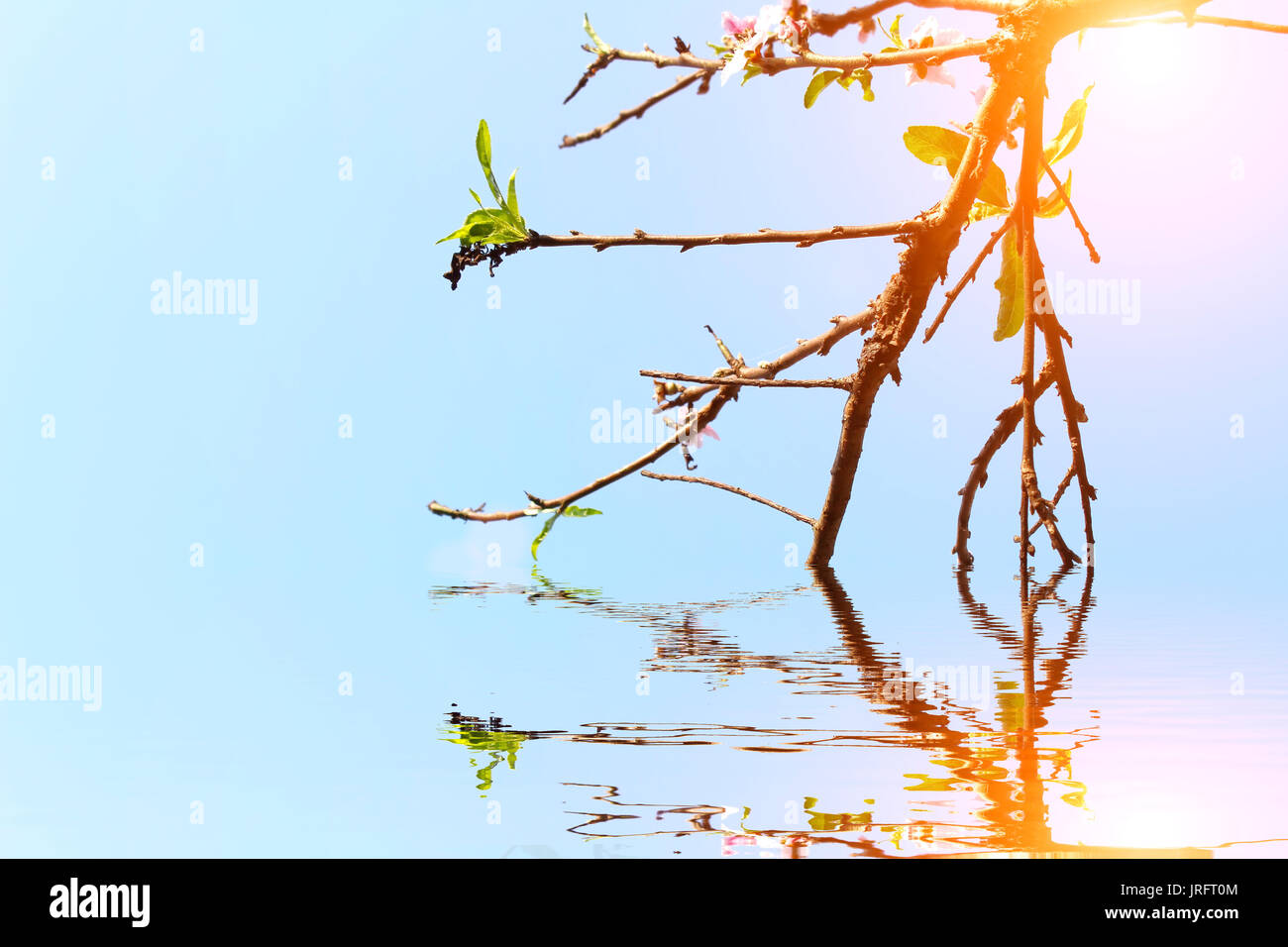 Fiore nel cielo Foto Stock