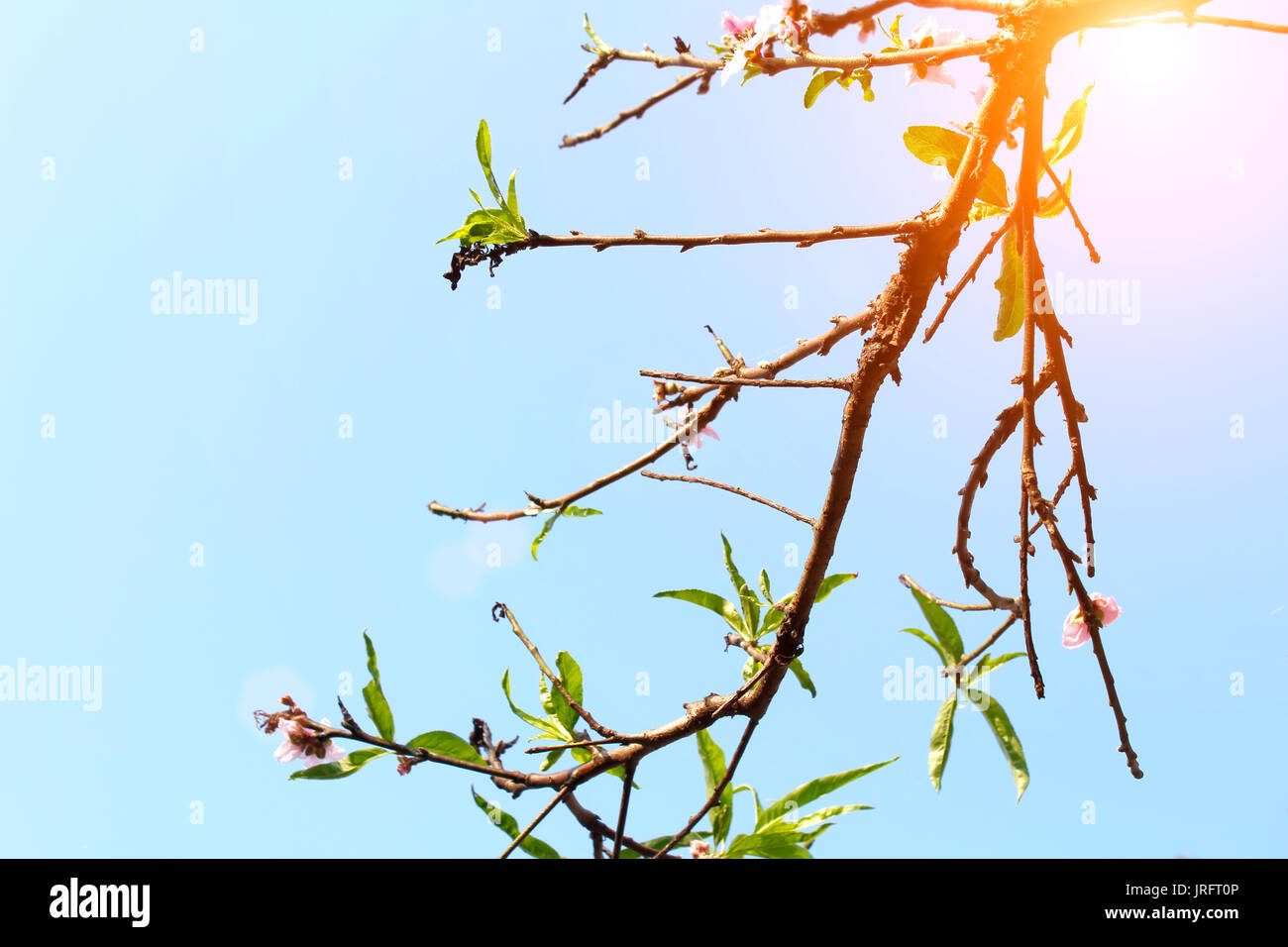 Fiore nel cielo Foto Stock