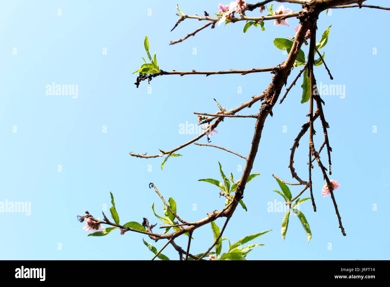 Fiore nel cielo Foto Stock
