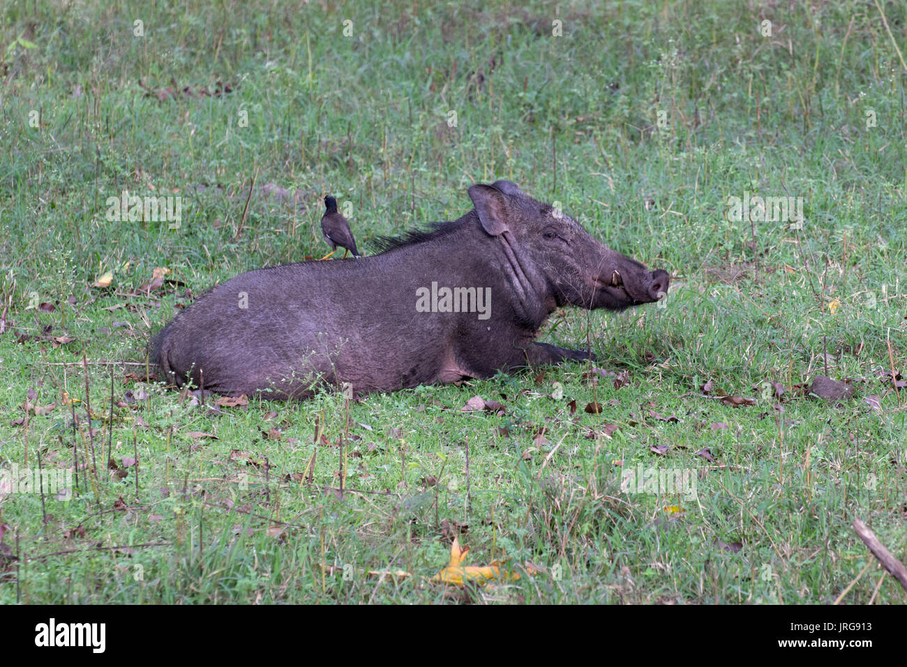 Indian il cinghiale (Sus scrofa cristatus) Foto Stock