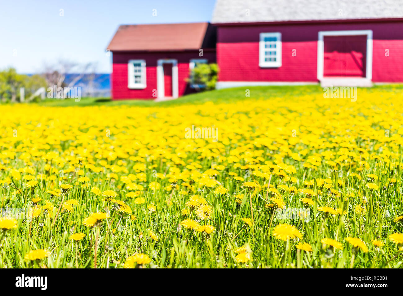 Dipinto di rosso capannone con il giallo dei fiori di tarassaco e vista del fiume San Lorenzo a La Martre nel Gaspe Peninsula, Quebec, Canada, regione Gaspesie Foto Stock