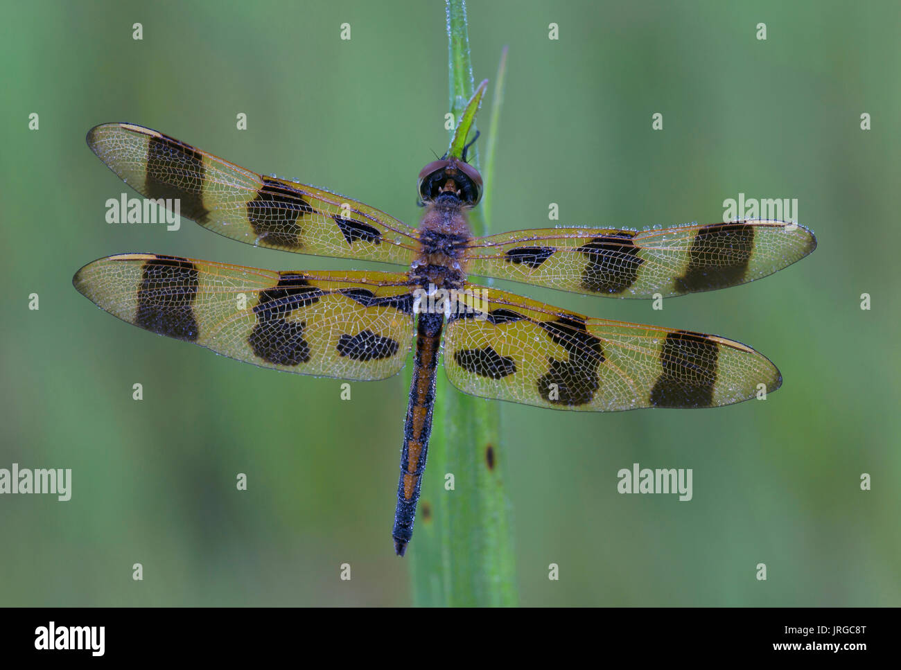 Halloween Pennant Dragonfly (Celithemis eponina), e USA by Skip Moody/Dembinsky Photo Assoc Foto Stock